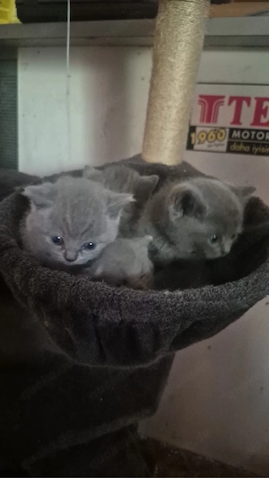 BKH Kitten