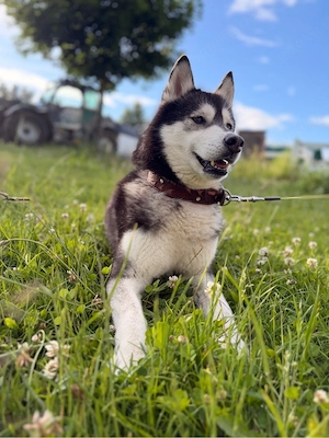 Husky-Hündin, 9 Jahre, sucht liebevolles Zuhause