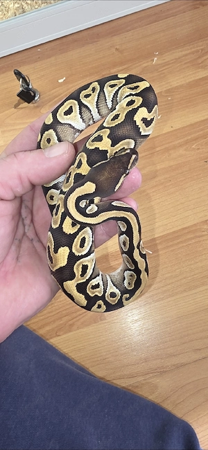 Königspython 1.0 Mojave het Ghost