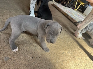 Deutsche Doggen Welpen