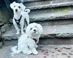 Hunde Betreuung gesucht KEIN VERKAUF!!!