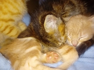 Kitten suchen ein liebevolles Zuhause