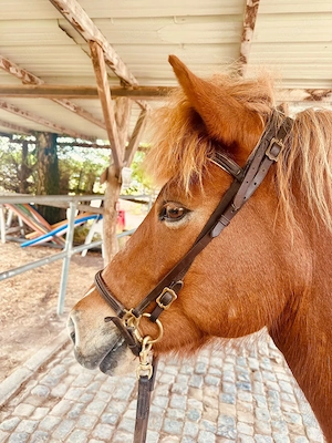 Reitbeteiligungen an -- Reitunterricht auf -- Islandpferden auf Reiterhof in Hanhofen (bei Speyer)