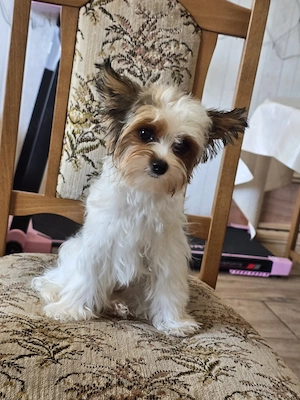 Wunderschöne Biewer Yorkshire Terrier Hündin