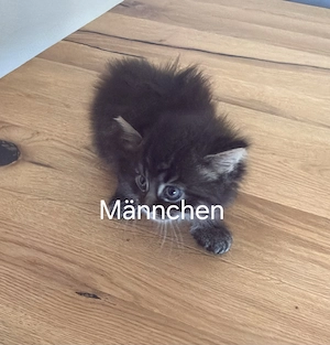 Babykätzchen zu verkaufen 
