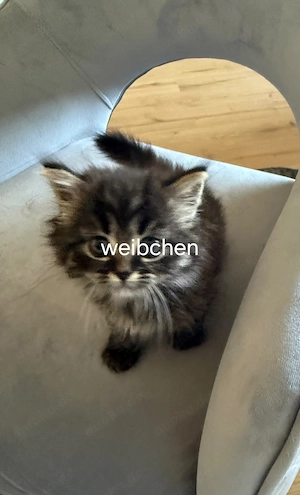 4 Babykätzchen zu verkaufen 