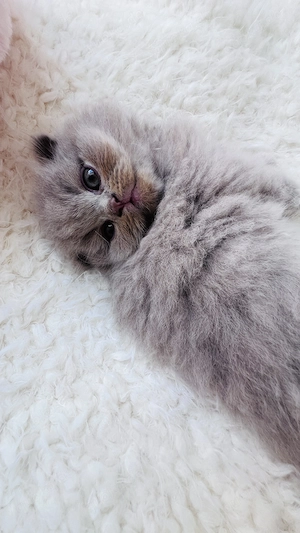 2 zuckersüße BKH-BLH Kitten sind ab sofort bereit für ihr neues Zuhause.
