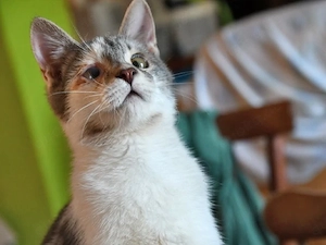 Kater Lucio sucht neue Familie und möchte seinen Bruder mitbringen