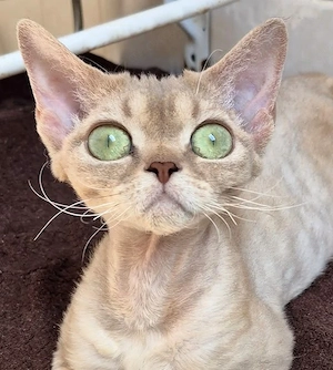 Kitten Devon Rex reinrassig mit Stammbaum .