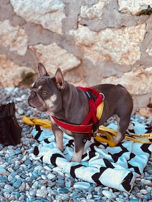 French Bulldogge Hündin Vivi sucht liebevolles neues Zuhause