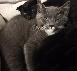 Kitten abzugeben 