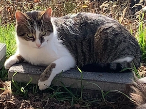 Kater Leo sucht Zuhause mit viel Action Bild 3
