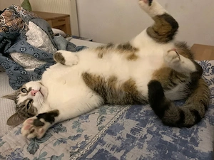 Kater Leo sucht Zuhause mit viel Action Bild 6