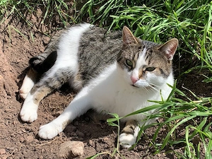 Kater Leo sucht Zuhause mit viel Action