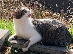 Kater Leo sucht Zuhause mit viel Action Bild 4
