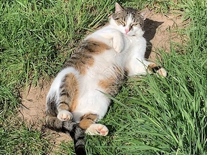 Kater Leo sucht Zuhause mit viel Action Bild 2