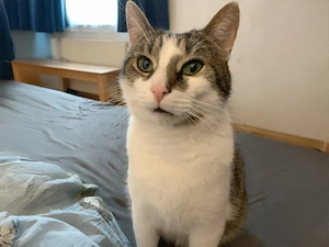 Kater Leo sucht Zuhause mit viel Action Bild 5