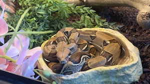 Boa Constrictor 