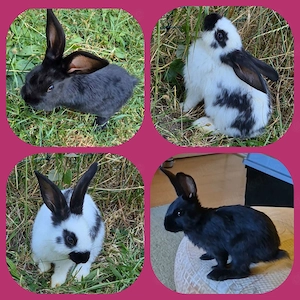 2 Super zahme Riesenschecken-babys