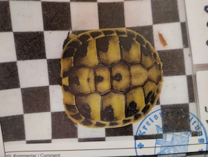 griechische Landschildkröten zu Abgabe.
