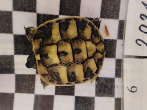 Zwei Griechische Landschildkröten suchen liebes Zuhause.