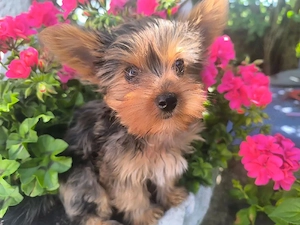 Yorkshire Terrier Welpe