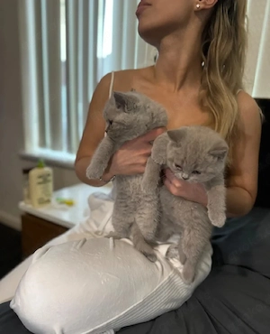 Wunderschöne Britisch Kurzhaar Kitten BKH mit hervorragendem Stammbaum - abgabebereit -