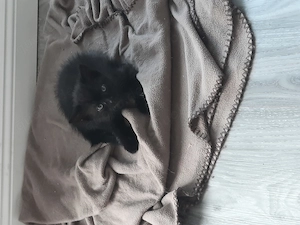 Katzen ketchen