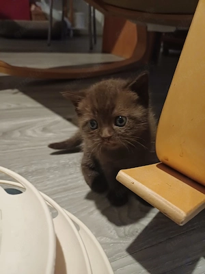 Kleine Katzen 