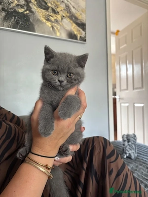 British-Kurzhaar Kitten ab der 12. Woche in liebevolle Hände abzugeben