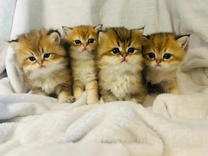 BLH und BKH golden kitten mit stammbaum München