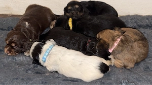 Mini Cocker Spaniel Welpen (Cocker Spaniel   Dackel)