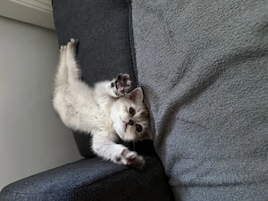 Wunderschöne, britische Kurzhaar Katze 