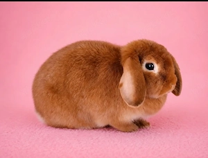 Zwei Tolle Mini Lop Kaninchen Hasen Widder suchen liebes Zuhause.