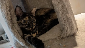 katze 1jahr