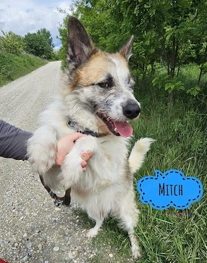 Mitch, wunderhübscher Mischling sucht dringend ein Zuhause