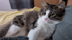 kater 1jahr