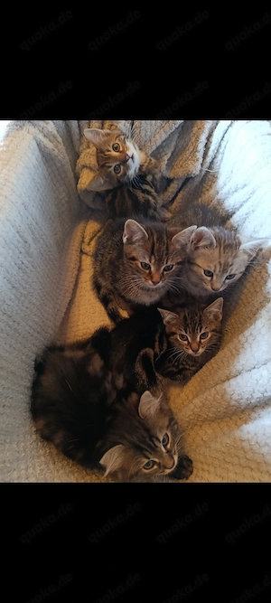 Zuckersüße, BKH-Kitten im edlen Classic Tabby  Look! 
