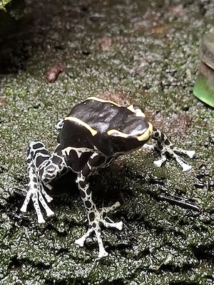 Dendrobates tinctorius Graubeiner F1!