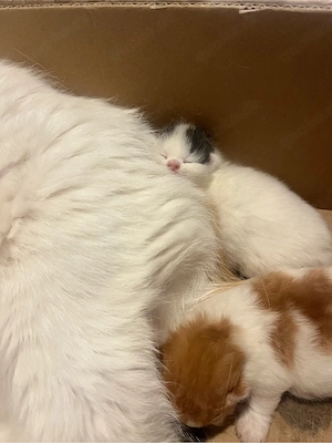 BKH Kitten mit Stammbaum