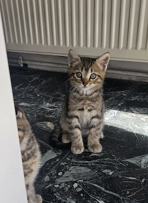 Wir 4 suchen ein Liebevolles Zuhause 