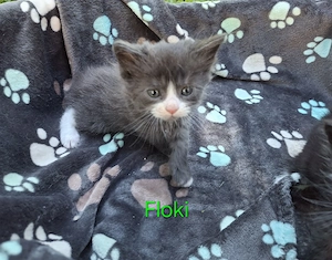 Maine Coons mit XXL Vorfahren suchen liebevolles Zuhause