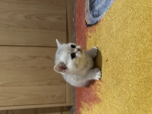 Verschiedene Babykatzen BKH