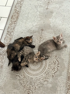 Baby Katzen