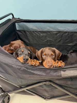 Dobermannwelpen (männlich und weiblich) abzugeben