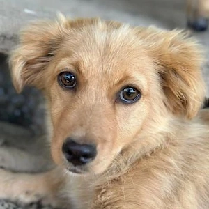 Audrey, geb. ca. 03 2026, lebt in GRIECHENLAND, im städt. Tierheim Serres