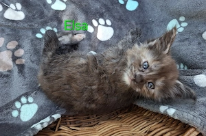 XXL Maine Coon Traum-Kitten suchen ihr Personal