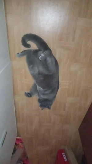Britchkurzhaar Kater
