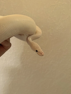 Blue eyed leucistic 1.0 männlich