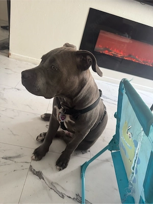 bully xl welpe